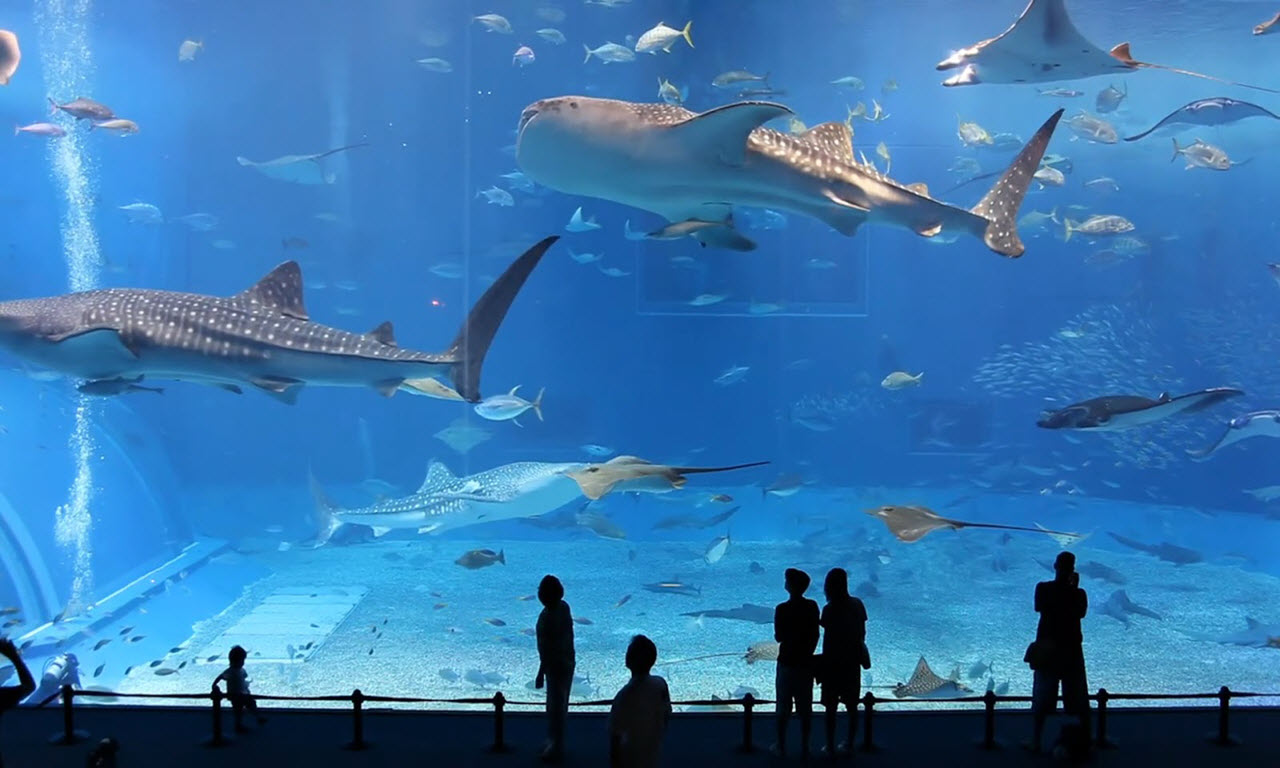 Dubai Aquarium